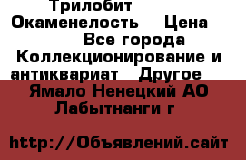 Трилобит Asaphus. Окаменелость. › Цена ­ 300 - Все города Коллекционирование и антиквариат » Другое   . Ямало-Ненецкий АО,Лабытнанги г.